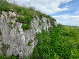 Kryształy gipsowe w rezerwacie Przęślin