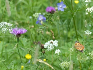 Łąka świeża Molinio-Arrhenatheretea. Przedmiot ochrony obszaru Natura 2000 „Łysogóry”. Łysiec (Święty Krzyż). Fot. Łukasz Misiuna