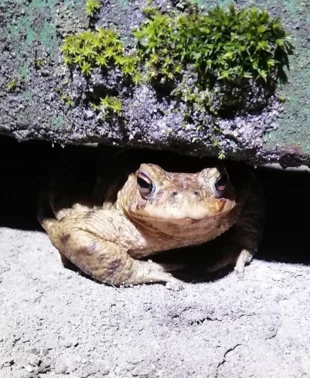 
Ropucha Bufo bufo. Fot. Barbara Hartman
