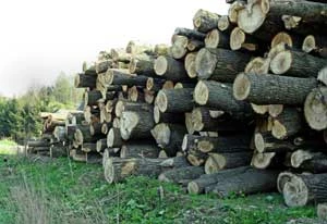 Fot. Dominika Serzysko