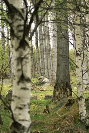 
Fragmenty naturalnego sudeckiego lasu bukowego w dolinie Kamienicy (Kamienicki Grzbiet). Fot. Grzegorz Idziak
