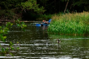 Samica na widok kajaka próbuje odwodzić niebezpieczeństwo od młodych, pozostawiając je za każdym razem co najmniej na kilkanaście minut. Fot. Tomasz Krzyśków