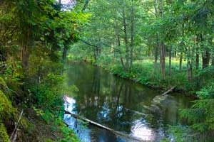 Dolina Rospudy. Fot. Piotr Morawski