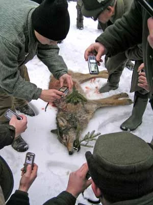 
Na Słowacji co roku ginie sto kilkadziesiąt wilków, większość w ramach komercyjnych polowań dewizowych. Za uzyskanie wilczego trofeum trzeba zapłacić nawet 1,5 tysiąca euro. Fot. Peter Havrila
