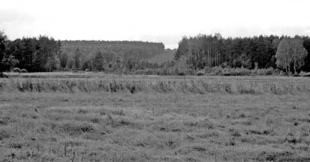 Pas lasu wycięty pod planowaną drogę S-7. Fot. Sylwia Szczutkowska