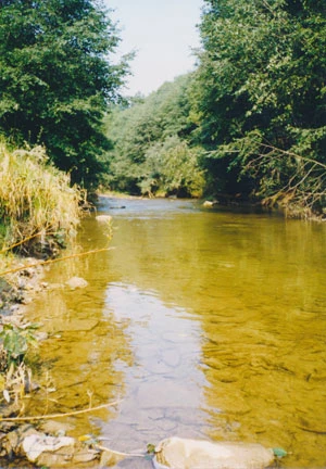 
Wiar, dzika rzeka w rejonie projektowanego parku. Fot. Grzegorz Bożek
