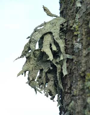 Ramalina fraxinea. Fot. Adam Bohdan