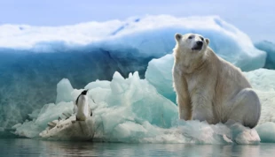 Lista gatunków polarnych zagrożonych wyginięciem staje się coraz dłuższa. Fot. pixabay.com