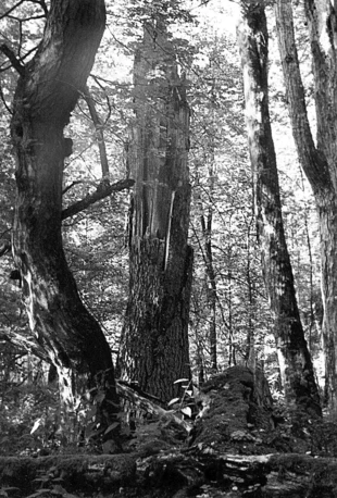 Puszcza Białowieska – rezerwat ścisły. Fot. Wojciech Lewandowski