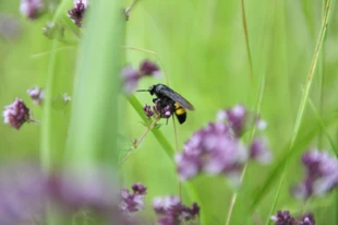 Smukwa kosmata. Fot. Łukasz Misiuna
