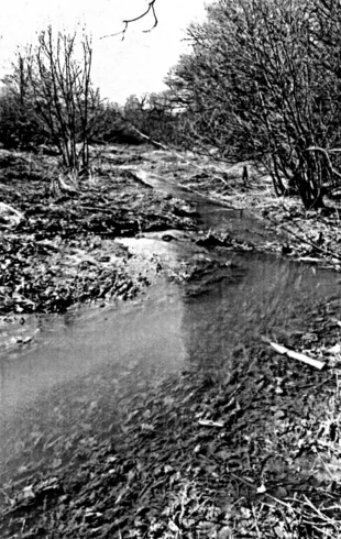 Rów do starorzecza Wisły, Chropań (Babice). Fot. Grzegorz Plewniok