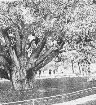 Dąb symbol Ukrainy dawniej. Fot. Archiwum Mariny Czernyszowej