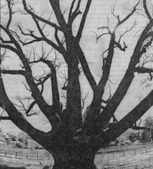 Dąb symbol Ukrainy dziś. Fot. Archiwum Mariny Czernyszowej