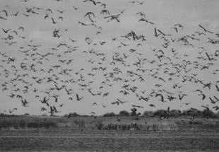 Litwa, delta rzeki Nemunas. Fot. Roman Mecionis