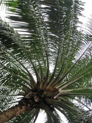 
Oleiste nasiona Fevillea cordifolia dostarczają oleju, który może stanowić alternatywę dla oleju palmowego
