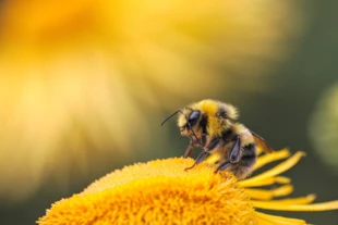 
Pszczoła. Fot. dmitry-grigoriev-yxXpjF-RrnA-unsplash
