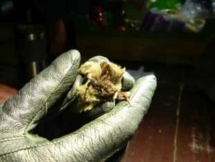 Mopek zachodni Barbastella barbastellus, gatunek Natura 2000, odłowiony na Łyścu w lipcu 2019 r. Fot. Łukasz Misiuna