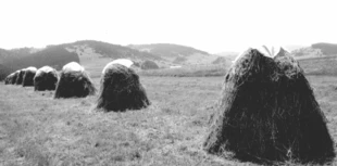 Fot. Jacek Zachara