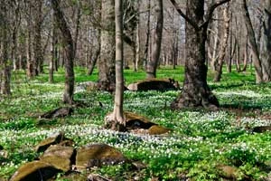 
W zachodniej Estonii zachowała się cenna formacja roślinna – zalesione łąki. Na metrze kwadratowym powierzchni można tutaj doliczyć się nawet ponad 70 gatunków flory. Fot. Anneli Tandorf/Visitestonia.com
