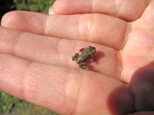 Fot. Grzegorz Bożek