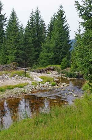 Fragment rezerwatu (Torfowiska w dolinie Izery) w dolinie naturalnie meandrującego potoku Kobyła (lewy dopływ Izery), młody las świerkowy i osady fluwialne (granitowy rumosz i żwiry). Fot. Grzegorz Idziak