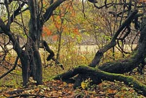 
Przyroda w Ogrodzie Botanicznym. Fot. Maja Głowacka
