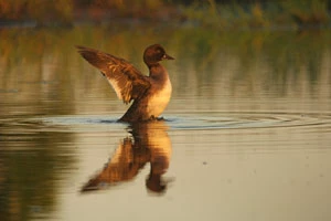 Młody gągoł na Drawie. Czy uda mu się przeżyć sezon kajakowy? Fot. Tomasz Krzyśków
