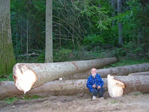 Walka z kornikiem w Nadleśnictwie Białowieża. Fot. Adam Bohdan