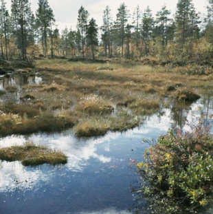 Bagno w okolicach Muonio. Fot. Volker von Bonin, źródło: Museovirasto za Finna.fi
