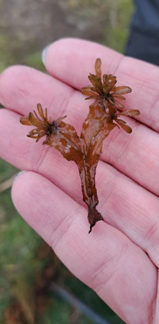 Młode plechy morszczynu z odnawiającej się populacji dryfującej w Zatoce Puckiej. Fot. Agnieszka Tatarek