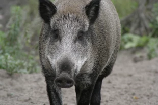 Dzik. Fot. Radosław Sawicki