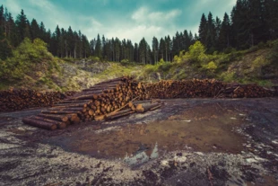 
Wylesienie prowadzi do upadku naszej cywilizacji. Fot. Free-Photos, pixabay.com
