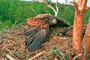 Młody bielik podczas obrączkowania. Fot. Dariusz Anderwald