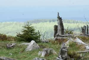 Wiatrołomy i halizny w Grzbiecie Kamienickim Izerów. Po klęsce „spiralnej choroby ekosystemu leśnego”. Kamienica przed burzą. Fot. Grzegorz Idziak