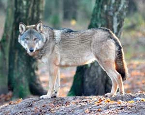 
Wilk z rezerwatu pokazowego z Białowieży. Fot. Robert W. Mysłajek
