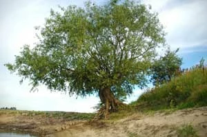 
Samotna wierzba na nadwiślańskim brzegu w okolicy poboru wody i zrzutu ścieków. W 2012 roku poziom wody był tu wyjątkowo niski. Fot. Olga Sypuła
