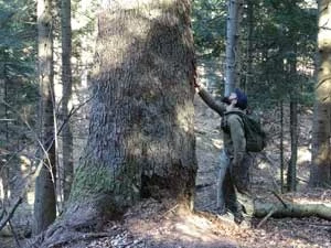 Autor artykułu przy jodle o wymiarach pomnikowych. Teren projektowanego Turnickiego Park Narodowego