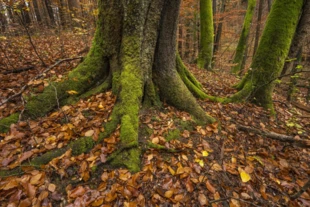 Fragment buczyny karpackiej o charakterze naturalnym na terenie projektowanego Turnickiego Parku Narodowego. Fot. Mariusz Daniel Boćkowski