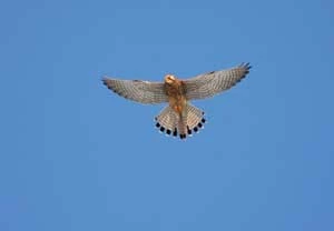 Pustułka. Fot. Dariusz Anderwald