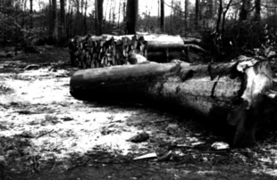 Wycinka buków w DPN, przełom stycznia i lutego 2002 roku, prof. Symonides twierdziła, że zadania ochronne na 2002 r. nie będą zawierały błędów, które miały miejsce w 2001 r. Fot. Archiwum