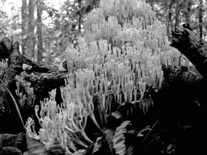 
Świecznik rozgałęziony podobnie jak soplówka, to grzyby rosnące na martwych kłodach, przypominające rafę koralową. Fot. Janusz Korbel
