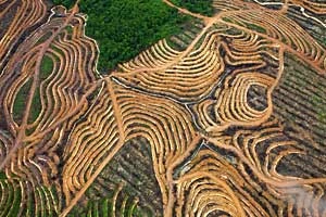 
Zdjęcie przedstawia obszar należący do firmy Sinar Mas, największego dostarczyciela oleju palmowego dla Nestlé. Masowe karczowanie lasów deszczowych pod monokulturowe uprawy palmy olejowe jest w Indonezji zjawiskiem powszechnym. Fot. Edy Purnomo / Greenpeace
