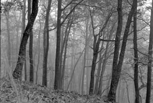 Clopin clopant, flickr.com