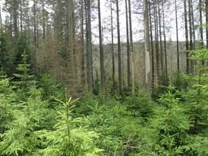 Park Narodowy w Szumawie – martwy las i regeneracja świerka w dolnym piętrze. Fot. Adam Bohdan