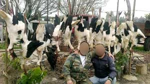 Fot. Z archiwum Stop Hunting Crimes in Lebanon, facebook.com/Stophuntinglebanon