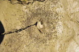 Martwa przekopnica wiosenna. Fot. Łukasz Misiuna