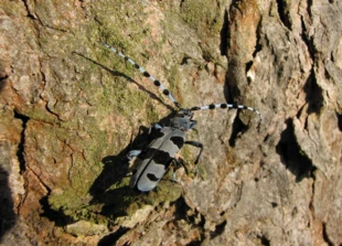 Wokół miejsc występowania nadobnicy alpejskiej Rosalia alpina tworzone są strefy ochronne o promieniu 100 m. Fot. Krzysztof Wojciechowski