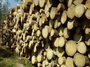 Puszcza Białowieska w kawałkach, 2017 r. Fot. Archiwum Pracowni