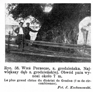 Wieś Porzecze, Ziemia Grodzieńska, Największy dąb Ziemi Grodzieńskiej, obwód wynosi ok. 7 m, źródło: Kochanowski J.,1931, Zabytkowe drzewa, „Ochrona Przyrody”, R. 11, 1931, ss. 209-210