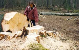 Puszcza Białowieska, marzec 1994 r. Fot. Janusz Korbel
